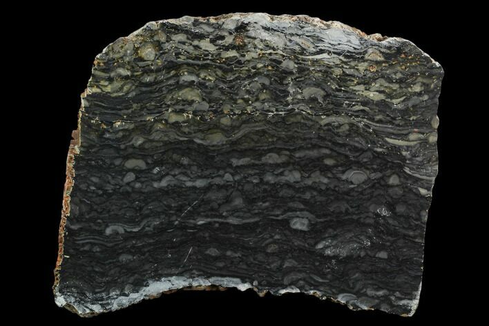 Polished Stromatolite (Alcheringa) Slab - Billion Years #130653